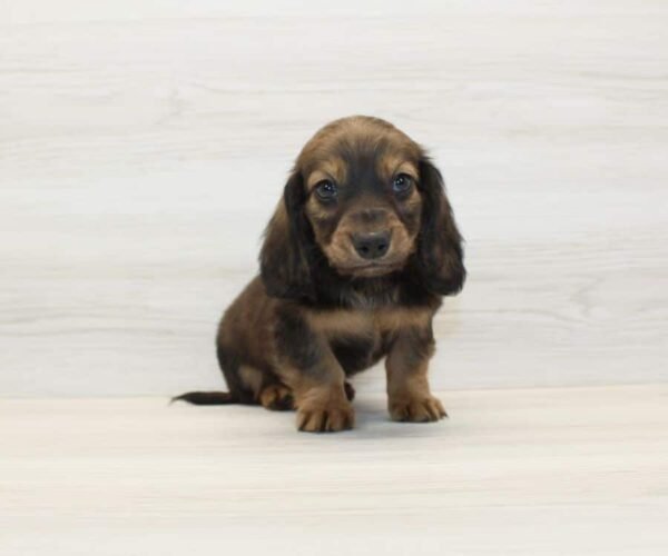 Dogman — Miniature Dachshund Puppy photo Dogman — Miniature Dachshund Puppy photo