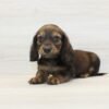 Dogman — Miniature Dachshund Puppy photo Dogman — Miniature Dachshund Puppy photo