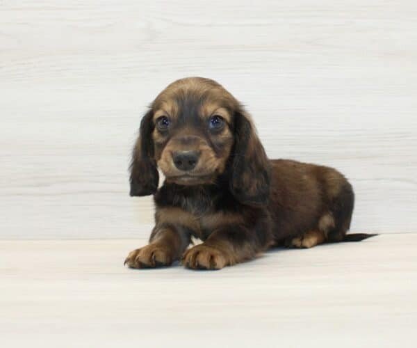 Dogman — Miniature Dachshund Puppy photo Dogman — Miniature Dachshund Puppy photo