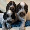 Cocker Spaniel puppies photo