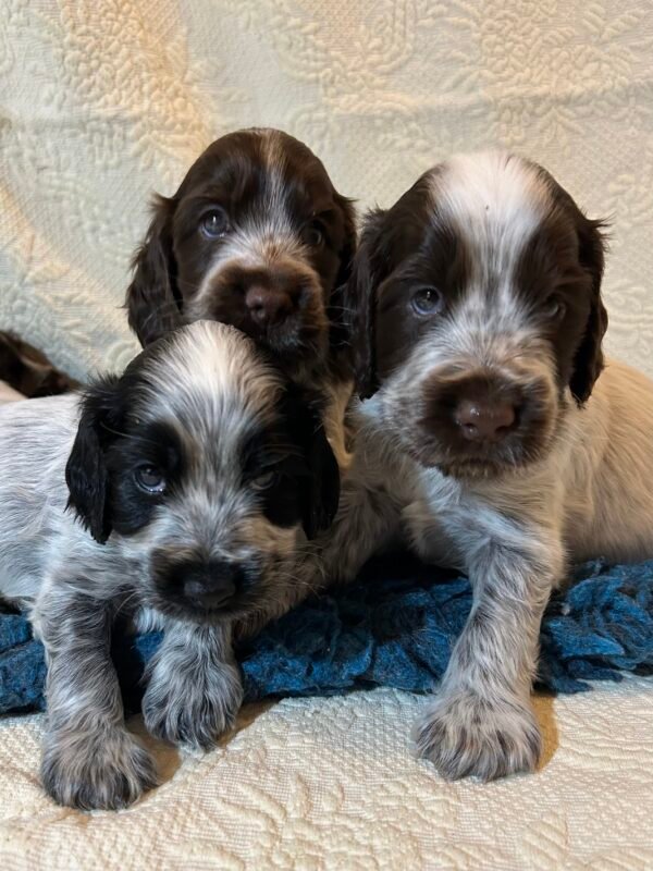 Cocker Spaniel puppies photo