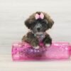 Lily Singh — Toy Morkie Puppy photo Lily Singh — Toy Morkie Puppy photo