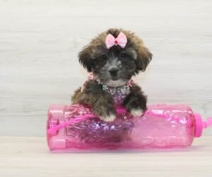Lily Singh — Toy Morkie Puppy photo