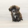 Lily Singh — Toy Morkie Puppy photo Lily Singh — Toy Morkie Puppy photo