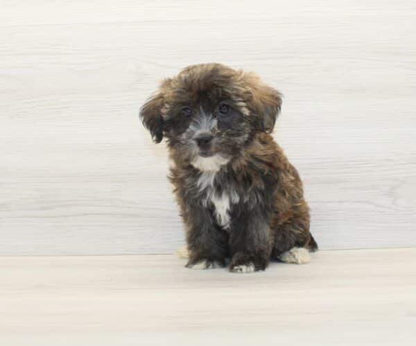 Lily Singh — Toy Morkie Puppy photo Lily Singh — Toy Morkie Puppy photo