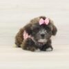 Lily Singh — Toy Morkie Puppy photo Lily Singh — Toy Morkie Puppy photo