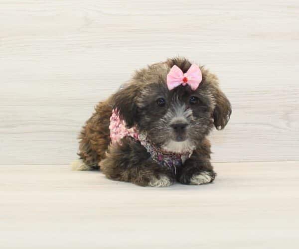Lily Singh — Toy Morkie Puppy photo Lily Singh — Toy Morkie Puppy photo