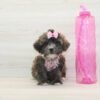 Lily Singh — Toy Morkie Puppy photo Lily Singh — Toy Morkie Puppy photo