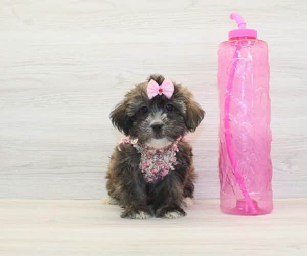 Lily Singh — Toy Morkie Puppy photo Lily Singh — Toy Morkie Puppy photo