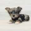 Mr. Beast — Toy Yorkipoo Puppy photo