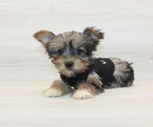 Mr. Beast — Toy Yorkipoo Puppy photo
