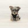 Mr. Beast — Toy Yorkipoo Puppy photo