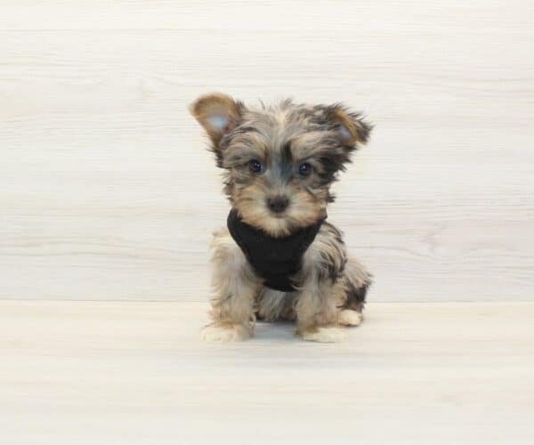 Mr. Beast — Toy Yorkipoo Puppy photo