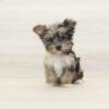 Mr. Beast — Toy Yorkipoo Puppy photo