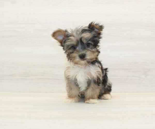 Mr. Beast — Toy Yorkipoo Puppy photo
