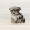 Mr. Beast — Toy Yorkipoo Puppy photo