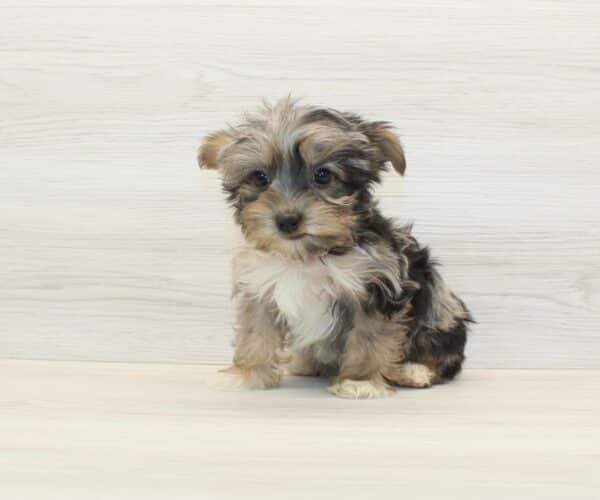 Mr. Beast — Toy Yorkipoo Puppy photo