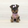 Nastya — Toy Yorkie Puppy photo Nastya — Toy Yorkie Puppy photo