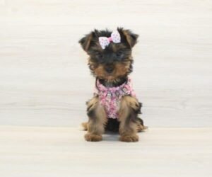 Nastya — Toy Yorkie Puppy photo