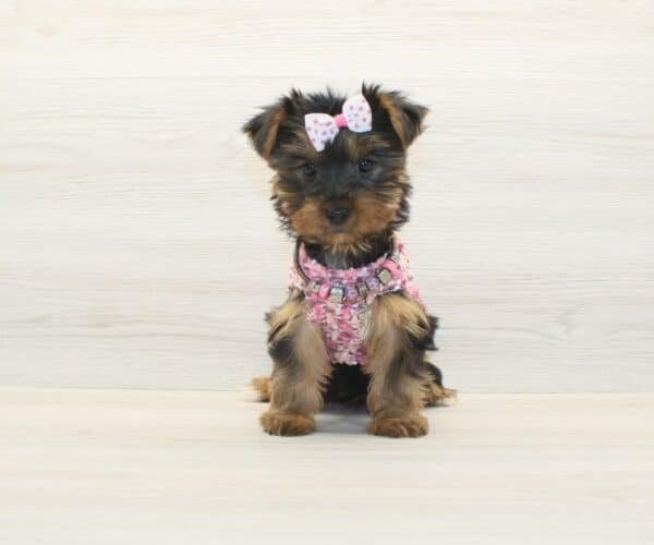 Nastya — Toy Yorkie Puppy photo Nastya — Toy Yorkie Puppy photo