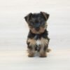Nastya — Toy Yorkie Puppy photo Nastya — Toy Yorkie Puppy photo
