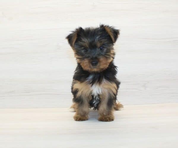 Nastya — Toy Yorkie Puppy photo Nastya — Toy Yorkie Puppy photo