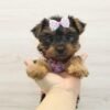 Nastya — Toy Yorkie Puppy photo Nastya — Toy Yorkie Puppy photo