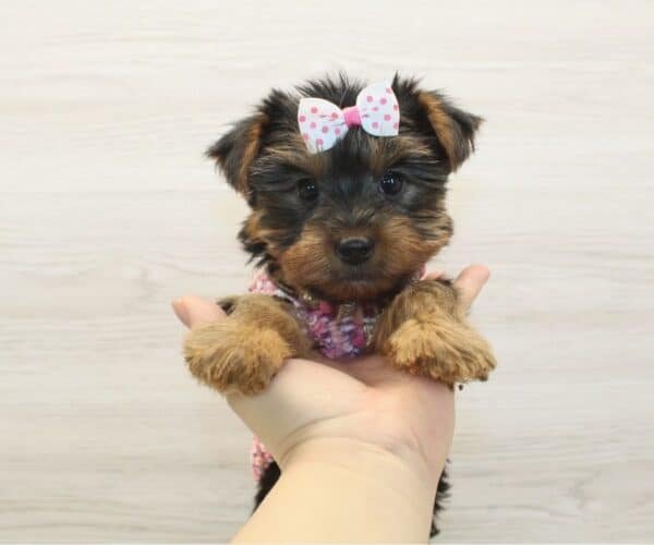 Nastya — Toy Yorkie Puppy photo Nastya — Toy Yorkie Puppy photo