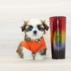 Peter — Toy Shih Tzu Puppy photo Peter — Toy Shih Tzu Puppy photo