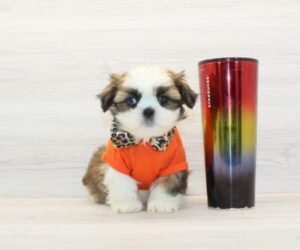 Peter — Toy Shih Tzu Puppy photo