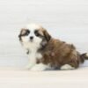 Peter — Toy Shih Tzu Puppy photo Peter — Toy Shih Tzu Puppy photo
