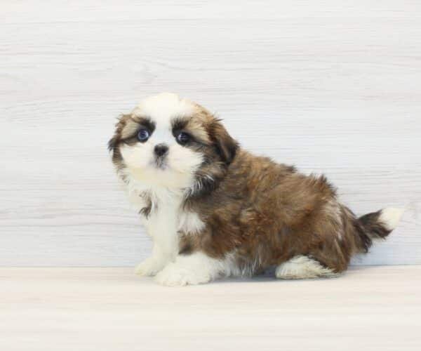 Peter — Toy Shih Tzu Puppy photo Peter — Toy Shih Tzu Puppy photo