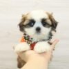 Peter — Toy Shih Tzu Puppy photo Peter — Toy Shih Tzu Puppy photo