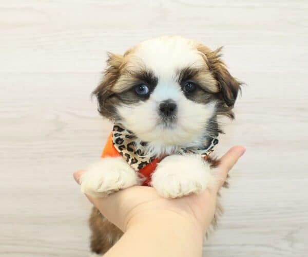 Peter — Toy Shih Tzu Puppy photo Peter — Toy Shih Tzu Puppy photo