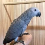 Echo — Congo African Grey photo Echo — Congo African Grey photo
