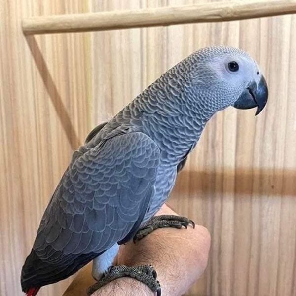 Echo — Congo African Grey photo Echo — Congo African Grey photo