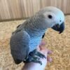 Echo — Congo African Grey photo Echo — Congo African Grey photo