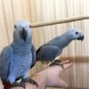 Sterling — Congo African Grey photo Sterling — Congo African Grey photo