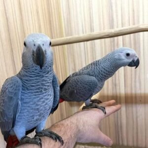 Sterling — Congo African Grey photo
