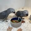 Sterling — Congo African Grey photo Sterling — Congo African Grey photo