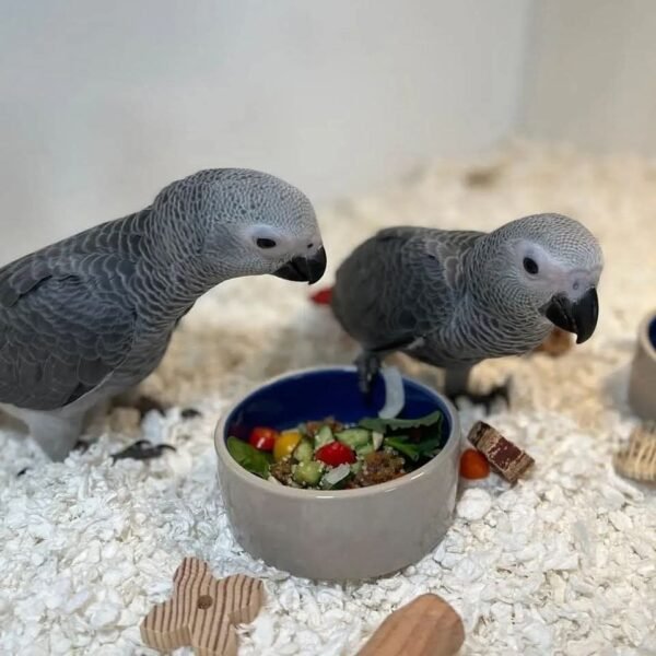 Sterling — Congo African Grey photo Sterling — Congo African Grey photo