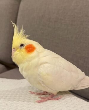 Sunny — lutino cockatiel photo