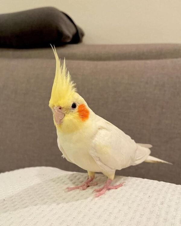 Sunny — lutino cockatiel photo