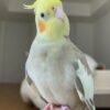 Pip — grey cockatiel photo