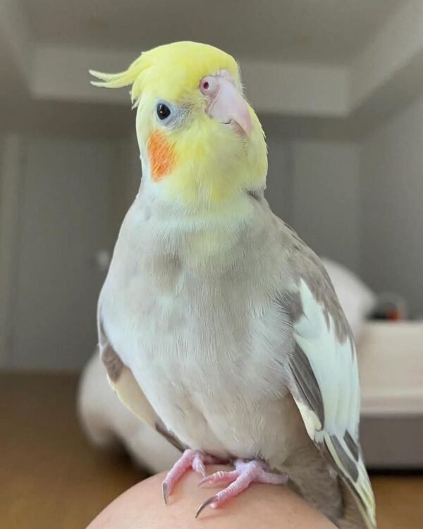Pip — grey cockatiel photo