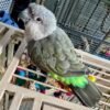 Pico — Meyer’s parrot photo