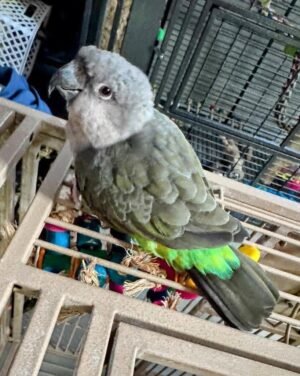 Pico — Meyer’s parrot photo