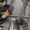 Pico — Meyer’s parrot photo