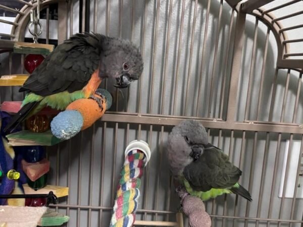 Pico — Meyer’s parrot photo