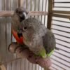 Kiko — Senegal parrot photo